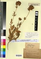 Syntype of Anthyllis saharae Sargoski [family FABACEAE-PAPILIONOIDEAE]