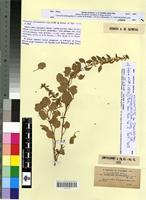 Isosyntype of Oreobliton chenopodioides Coss. & DR. [family CHENOPODIACEAE]