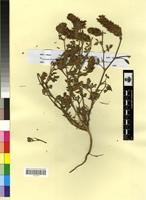 Isosyntype of Ononis pseudocaphalantha Emb. & Maire [family FABACEAE-PAPILIONOIDEAE]