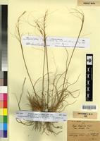 Type? of Stipa lagascae Roem. & Schult. var. embergeri Maire [family POACEAE]