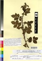 Type of Rosa obtusifolia Desv. f. arenosa R. Keller [family ROSACEAE]