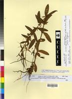 Holotype of Epilobium lanceolatum Seb. & Mauri f. albiflorum Maire [family ONAGRACEAE]