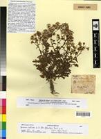 Type? of Senecio mauritanicus Pomel [family ASTERACEAE]
