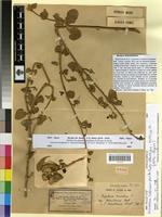 Holotype of Daemia cordata R. Br. [family ASCLEPIADACEAE]