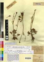 Syntype of Ranunculus chondrodes Pomel [family RANUNCULACEAE]