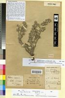 Type of Echium onosmoides Pomel [family BORAGINACEAE]