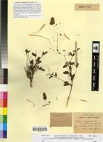 Syntype of Erodium glabrum Pomel [family GERANIACEAE]
