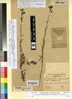 Type of Linaria bipartita Willd. var. gattefosseana Emberger [family FABACEAE]