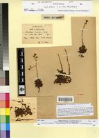Type of Saxifraga globulifera Desf. var. cespitosa Batt. [family SAXIFRAGACEAE]