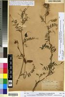 Isotype of Vicia fulgens Batt. [family FABACEAE-PAPILIONOIDEAE]