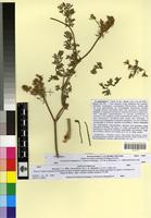 Type of Daucus muricatus L. var. decumbens Batt. [family APIACEAE]