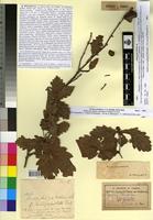 Type of Quercus mirbeckii Dur. f. brevipetiolata Batt.&Trab. [family FAGACEAE]