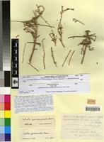 Type of Salsola gymnomaschala Maire [family CHENOPODIACEAE]