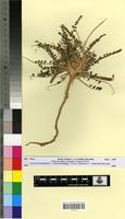 Holotype of Astragalus akkensis Coss. var. oranensis Barr. [family FABACEAE-PAPILIONOIDEAE]