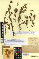 Type? of Ononis schousboei Pitard [family FABACEAE-PAPILIONOIDEAE]