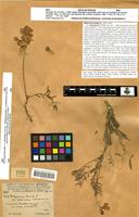 Type of Hedysarum humile L. var. maroccanum Vindt [family FABACEAE]
