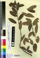 Type? of Quercus afares Pomel f. spinosa Villar [family FAGACEAE]