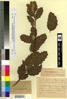 Type? of Quercus ilex L. f. macrophylla Villar [family FAGACEAE]