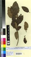 Syntype of Quercus x kabylica Trab. [family FAGACEAE]