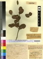 Type? of Quercus x trabutiana Maire [family FAGACEAE]