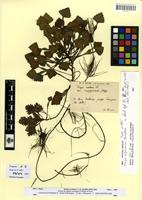 Type of Trapa algeriensis V.N.Vassil. [family TRAPACEAE]