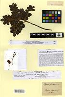 Type of cupania punctata Cambess. [family SAPINDACEAE]