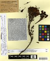 Isotype of Bejaria myrtifolia Hérincq [family ERICACEAE]