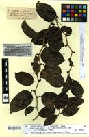 Type? of Smilax anceps Willd. [family SMILACACEAE]
