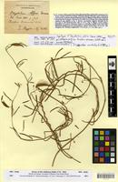 Syntype of Oxystelma alpini Decne. [family ASCLEPIADACEAE]