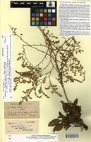 Isosyntype of Statice lilacina Boiss. & Balansa [family PLUMBAGINACEAE]