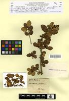 Type? of Quercus ballota Desf. [family FAGACEAE]