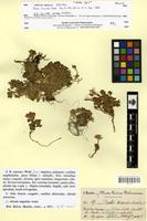 Isotype of Draba discoidea Wedd. [family BRASSICACEAE]