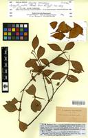 Type? of Memecylon gardneri Thwaites [family MELASTOMATACEAE]