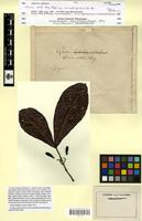 Isotype of Quiina sessilis Choisy, Planch. & Triana [family QUIINACEAE]