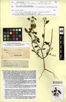 Type of Euphorbia heterophylla L. var. minor Boiss. [family EUPHORBIACEAE]