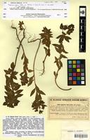 Isotype of Euphorbia zahnii Halácsy [family EUPHORBIACEAE]