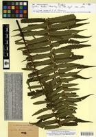 Isotype of Cyathea hookeri Thwaites [family CYATHEACEAE]