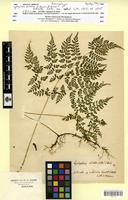 Isosyntype of Cystopteris sudetica A. Braun & Milde [family DRYOPTERIDACEAE]