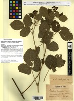 Holotype of Rubus x exotericus Sudre var. subvirens Sudre [family ROSACEAE]