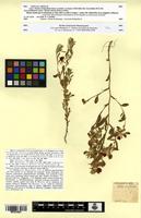 Type of Ononis curtipendula Sirjaev [family FABACEAE-PAPILIONOIDEAE]
