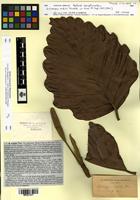 Artocarpus nobilis Thwaites [family MORACEAE]