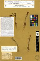 Isosyntype of Colchicum clementei Graells [family COLCHICACEAE]