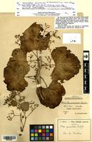 Isosyntype of Vitis paniculata Balf.f. [family VITACEAE]