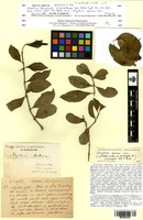 Isosyntype of Strychnos leiosepala Gilg & Busse [family LOGANIACEAE]