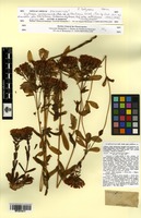 Type? of Erythraea centaurium (L.) Pers. var. suffruticosa Griseb. [family GENTIANACEAE]