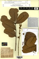 Isosyntype of Simaba trichilioides A.St.-Hil. [family SIMAROUBACEAE]