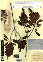 Type? of Luxemburgia polyandra A.St.-Hil. [family OCHNACEAE]