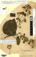 Isotype of Banisteria latifolia A.Juss. var. paraguariensis Nied. [family MALPIGHIACEAE]