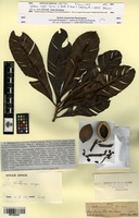 Isotype of Wallacea insignis Spruce ex Benth. & Hook. f. [family OCHNACEAE]