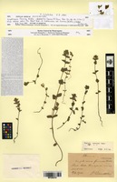 Isosyntype of Euphrasia fennica Kihlm. [family OROBANCHACEAE]